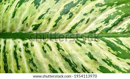 leaves from Dumb cane on the island of Flores, Indonesia. Beautiful fo book cover, wallpaper, banner, and poster.