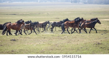 huge herd of horses in the field. Belarusian draft horse breed. symbol of freedom and independence 
