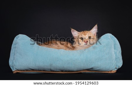 Young red solver Maine Con cat, laying in blue basket. Avoiding eye contact, eyes turned funny to the side. Isolated on a black background.