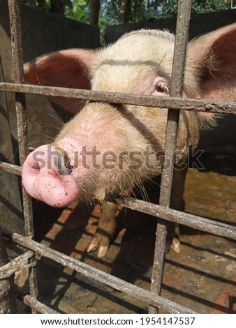 This photo shows a picture of a pig farm in India.  This image has not been edited in any way.
