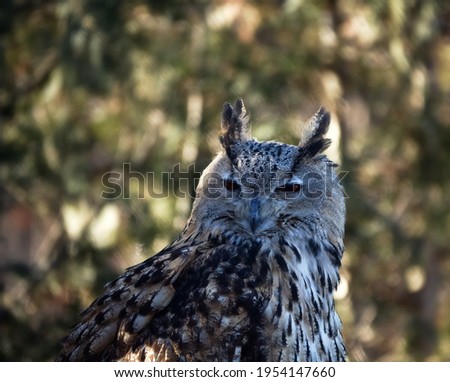 Eagle Owl (Bubo bubo) (half-length portrait ) sits in bright sun its eyes narrowed. Perhaps owl not only reduces load on retina, but also hides visible eyes from daytime birds (they actively attack)