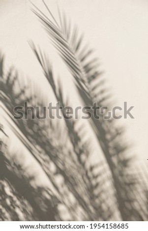 Tropical palm tree leaves and sunlight shadows on neutral beige wall. Aesthetic floral shadow silhouette background
