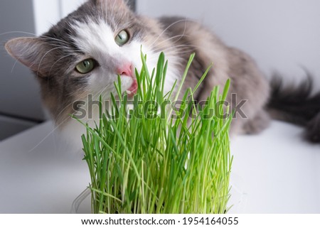 Gray cat eats green grass for animals. The pet sits on the windowsill near the sprouted oats.