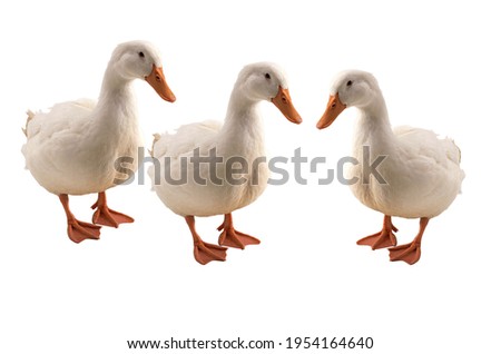 Three ducks with white background picture