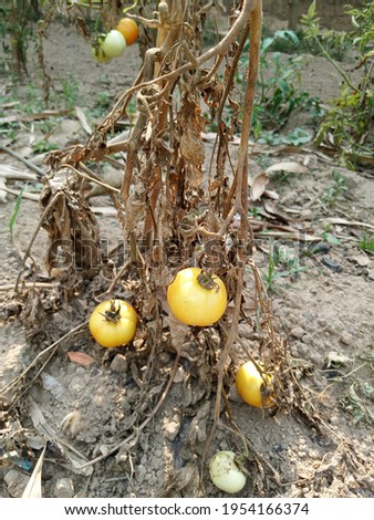 This picture is of yellow tomatoes in India.  This image has not been edited.