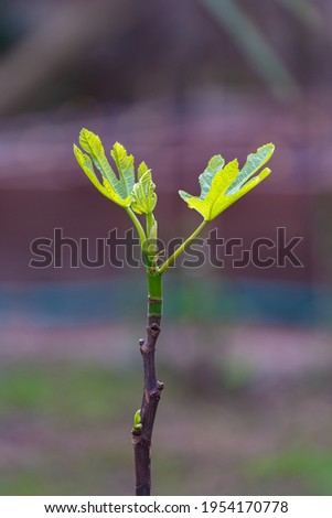 Fig leaves in early spring, in the garden