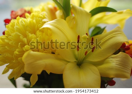 up close pictures of flowers in spring