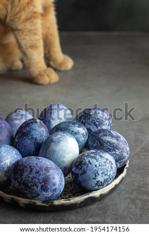 Preparing for the Easter holiday. Coloring eggs at home with natural improvised dyes. Easter eggs are painted blue with natural blueberry paint on the background of the cat's paws of a ginger cat.