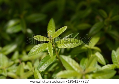 Lemon verbena leaves - Latin name - Aloysia citriodora (Aloysia triphylla) Royalty-Free Stock Photo #1954177927