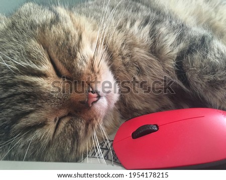 photo of a Scottish cat with a computer mouse