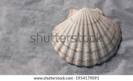 White sea shell on white wrinkled paper