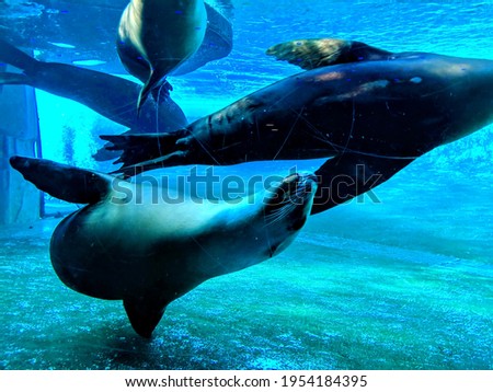 A picture of swimming sea lions