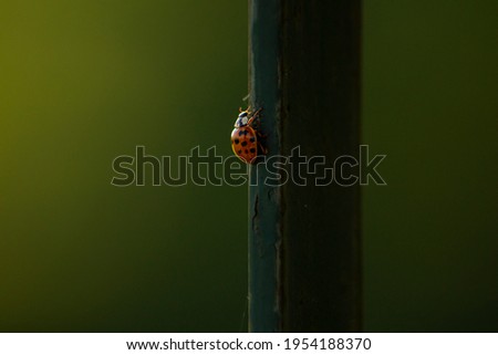 A cool looking ladybug on a metal pole.