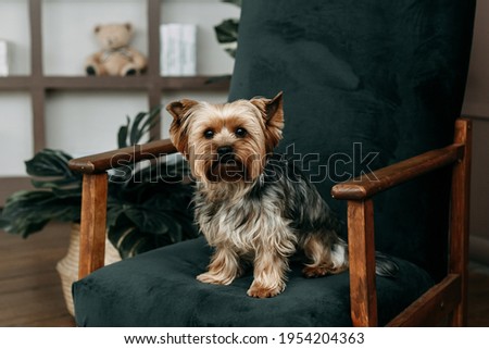 Little funny Yorkshire terrier sits on a green armchair and looks bored at the camera. There is only one domestic purebred dog.