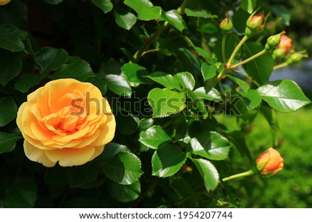 Beautiful roses blooming in the garden