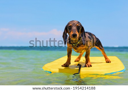 Funny surfer dog have fun riding on bodyboard on sea waves. Active travel lifestyle, family pets water activity and swimming on tropical island beach. Surf camp at summer vacation.