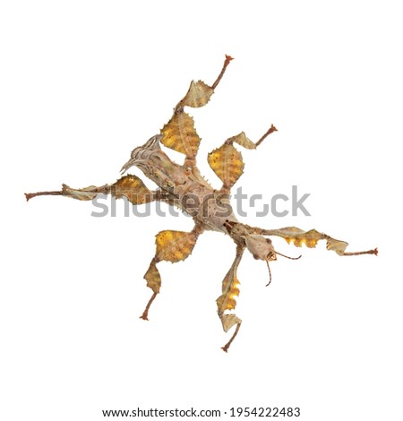 Top view of Spiny Leaf Insect aka Extatosoma tiaratum. Isolated on white background.
