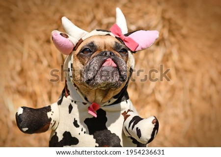 French Bulldog dog wearing funny full body Halloween cow costume with fake arms, horns, ears and ribbon with tongue sticking out