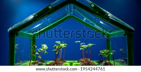 Green  plants growing in greenhouse