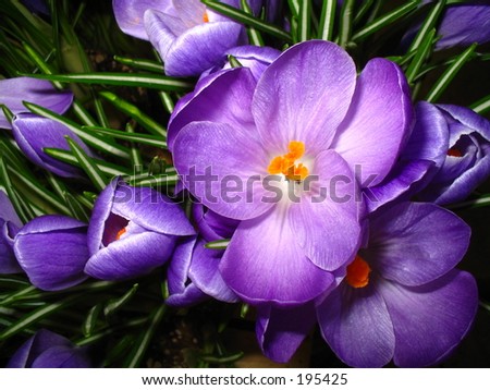 Close-up of blooming crocus