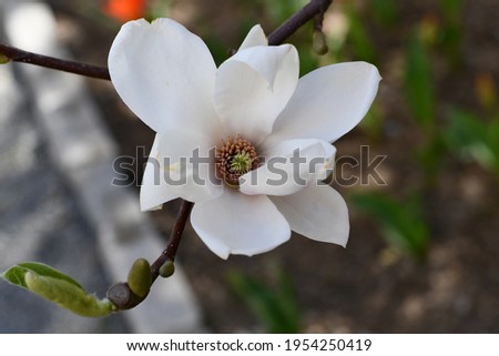Beautiful flowering magnolias due to the arrival of spring