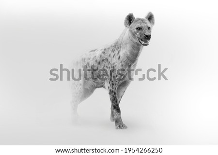 spotted hyena Africa wildlife animal