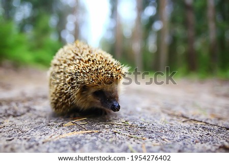 animal wild in nature hedgehog in the forest, european hedgehog runs