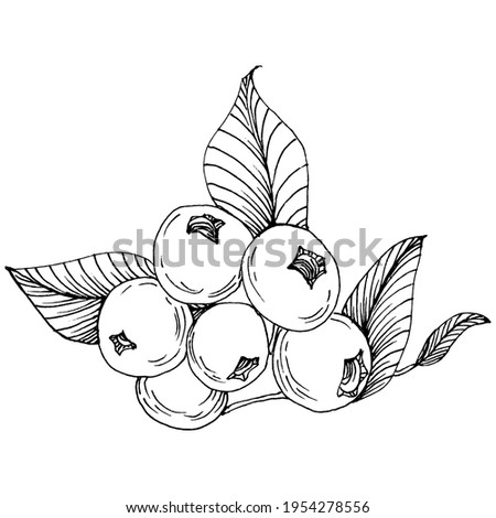 Blueberry hand drawing vintage clip art. berries logo or tattoo highly detailed in line art style concept. Black and white isolated. Antique vintage engraving illustration for emblem
