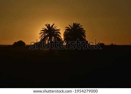 sunset photography in palm trees