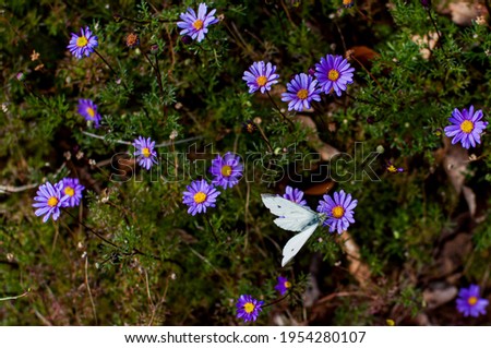 Purple lavender asters blooming and the butterfly. Beautiful nature meadow background