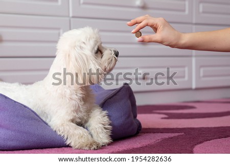  Human hand  gives the maltese dog tablet  protection tick   . Tick And Flea Prevention concept .