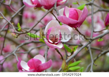 Beautiful bloomy magnolia tree with big pink flowers