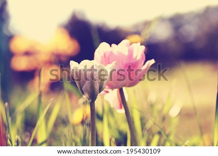 Tulipa "Angelique", retro photo filter effect