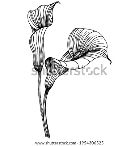 lily of the Lilium by hand drawing. Lilium floral logo or tattoo highly detailed in line art style concept. Black and white clip art isolated. Antique vintage engraving illustration for emblem.