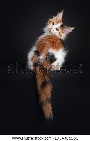 Beautiful marked odd eyed Maine Coon cat kitten, sitting backwards on edge. Looking over shoulder towards camera. Tail hanging down from edge. isolated on a black background.