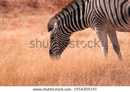 Wild african animals.  African Mountain Zebra standing  in grassland. Etosha National Park. Namibia