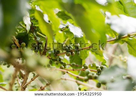Arabica coffee, green Arabica coffee beans unripe on northern Thailand sources waiting for harvest to process.