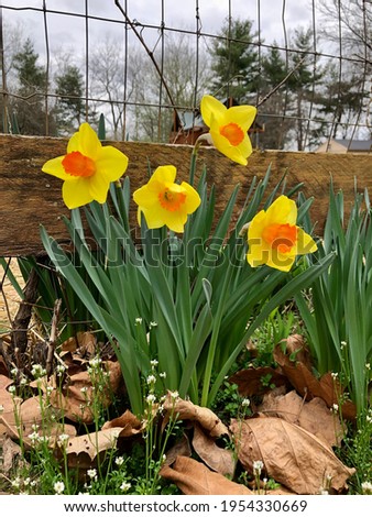 Yellow and orange daffodil flowers blooming in spring.