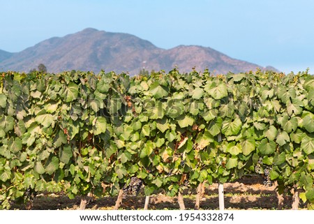 Vine crops at a vineyard at Colchagua valley, Chile