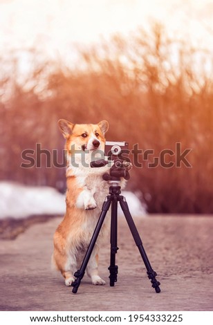 vertical portrait funny dog puppy corgi stands at a tripod in the garden and takes pictures on an old photo camera