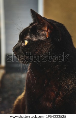 Le chat noir - the black cat