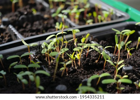 Young flower seedlings illuminated by a bright sunbeam, growing in a container with fertile soil. Seedlings of flowers. Selective focus.