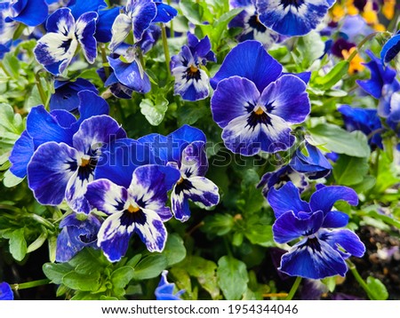 Beautiful blue pansy flowers .This is edible flowers can eat