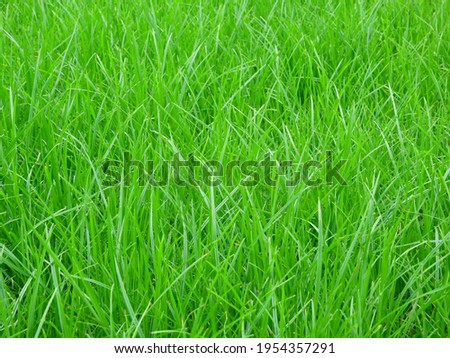 close up green grass on the lawn 