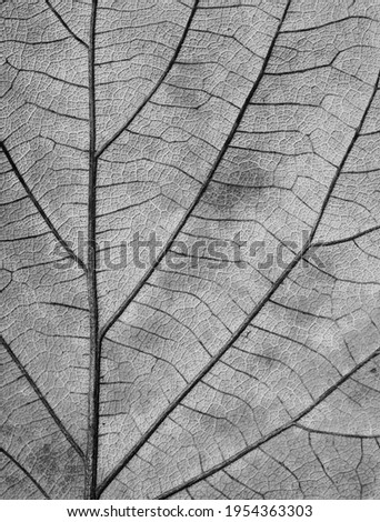 black and white dry leaf texture