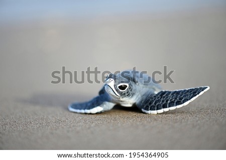 Turtle balls on the beach