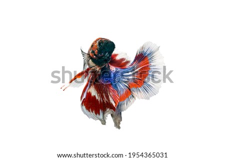 Close up face siamese fighting fish, betta isolated on white background.