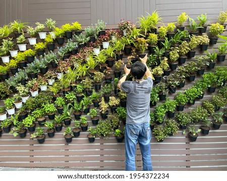 Vertical garden decoration, ornamental plant growing in tree pot, wall decoration using potted plants, man arranging tree pot on the wall  Royalty-Free Stock Photo #1954372234