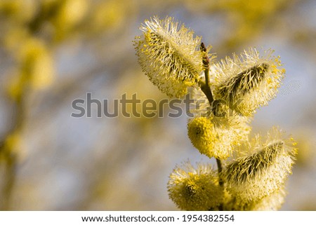 fluffy yellow flowers bloom on a willow branch. Yellow flowers of a willow on a branch in the spring forest. beautiful festive spring background. nature, bokeh, close-up, Macro photo, text