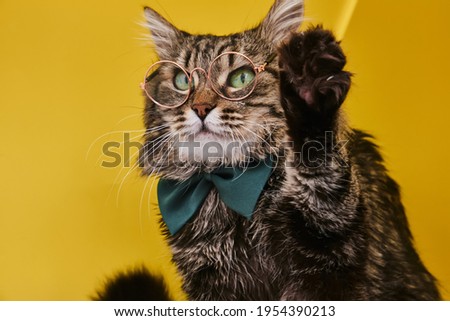 Online courses, remote distant education concept. Funny cat in bow tie and glasses with raised paw on yellow background. Optics glasses store, creative advertisement.